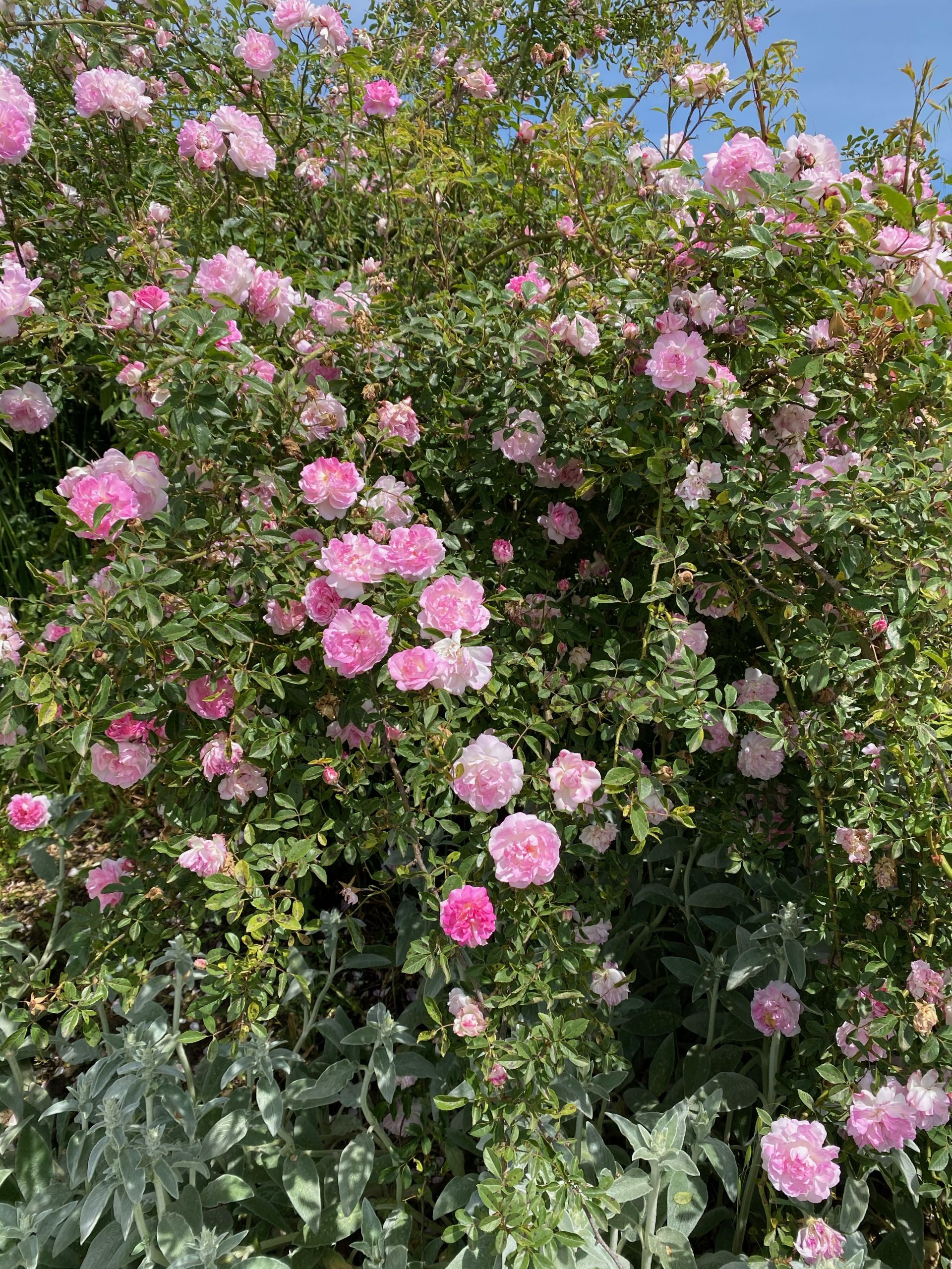 roses centifolia